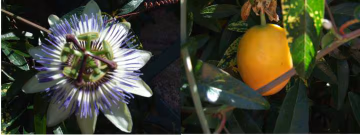 Fruit passiflore