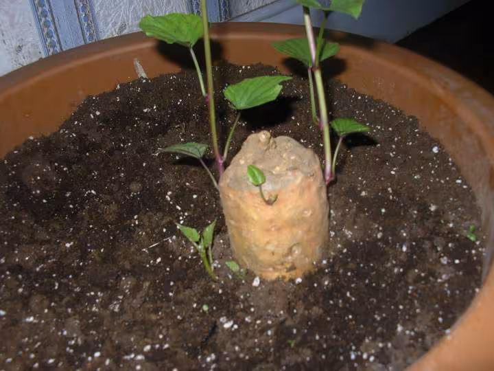 Patate douce