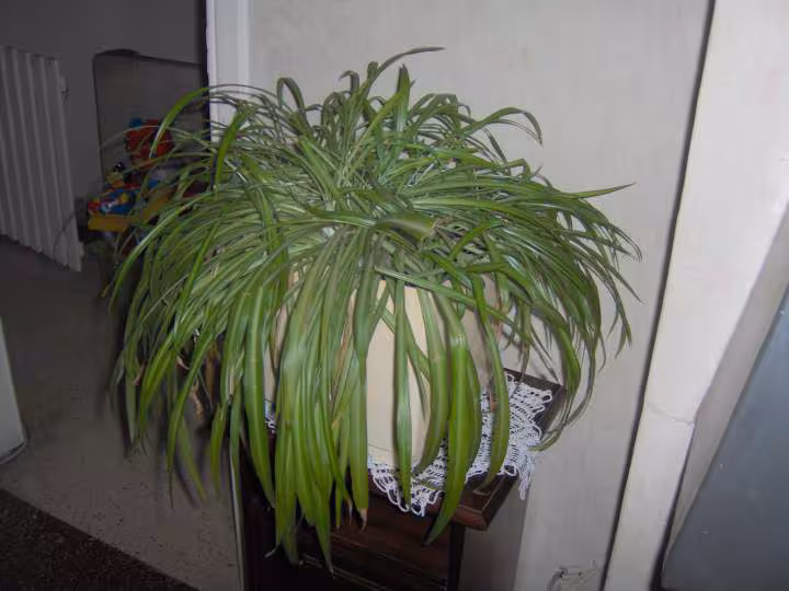 Plante inconne 1