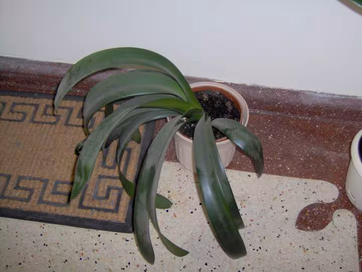 Plante inconnue