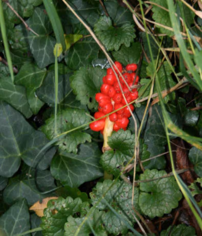 Fruit mystere