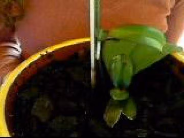 Orchidee