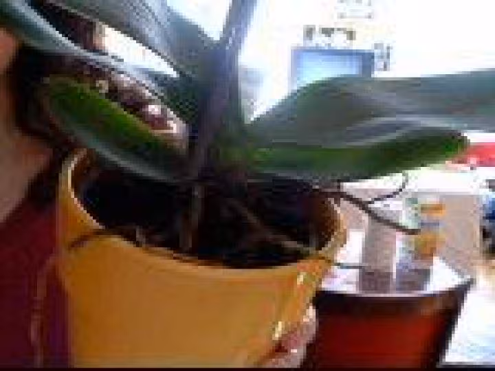 Orchidee 1