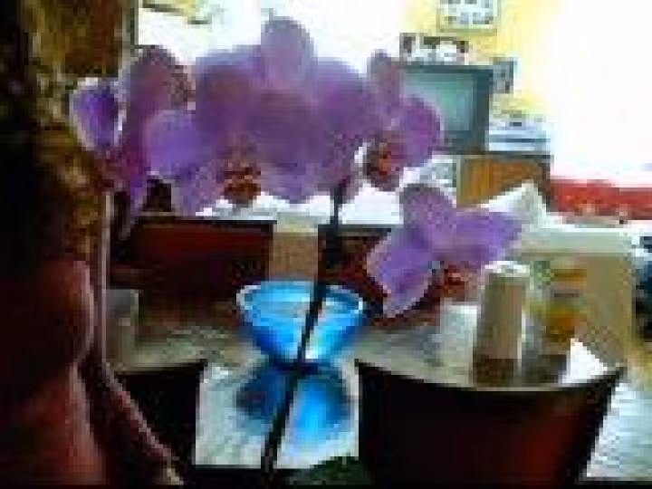 Orchidee 1