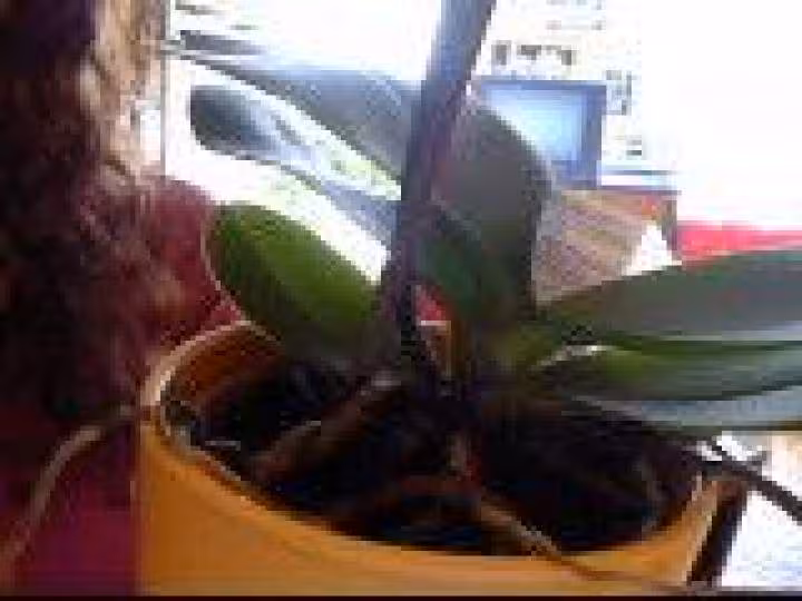 Orchidee 1