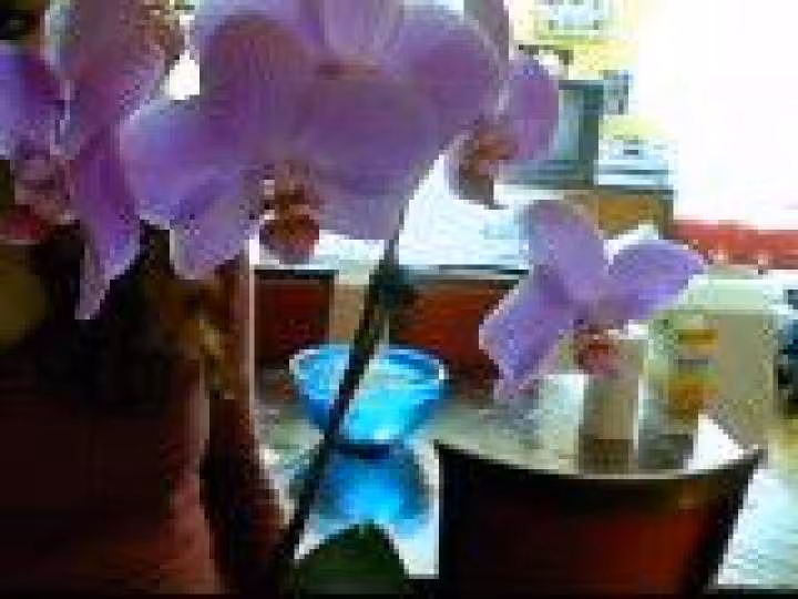 Orchidee 1