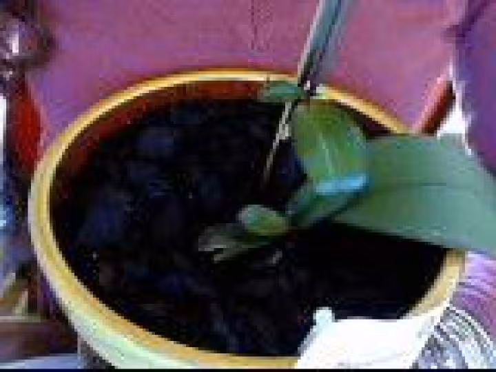 Orchidee 2