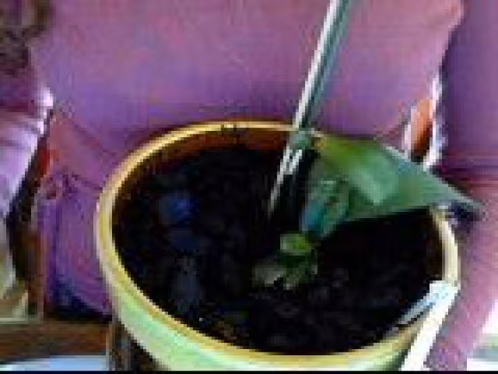 Orchidee 2