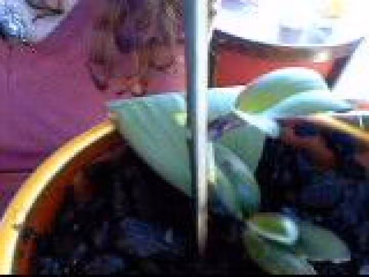 Orchiee 2