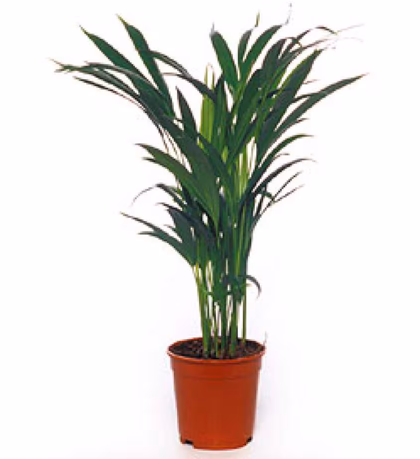 Areca