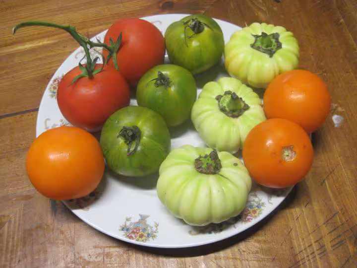 Assiette fraicheur de tomates