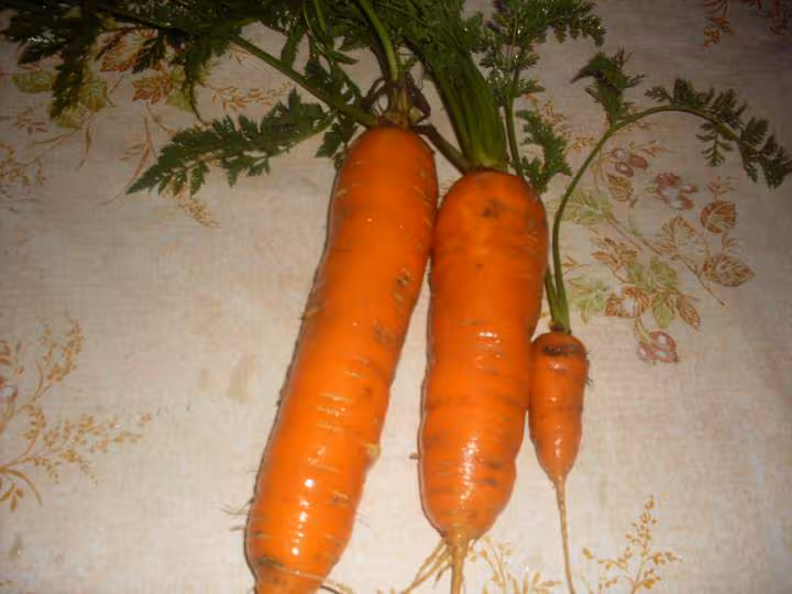 Carotte de jardin