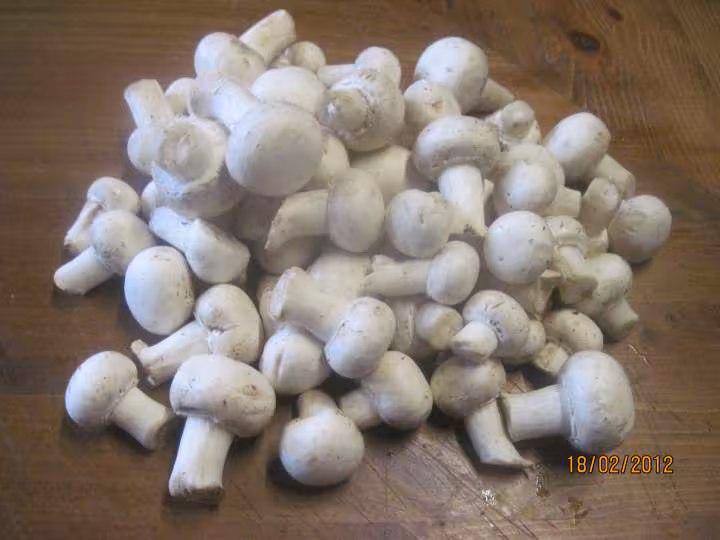 Champignons au vin blanc
