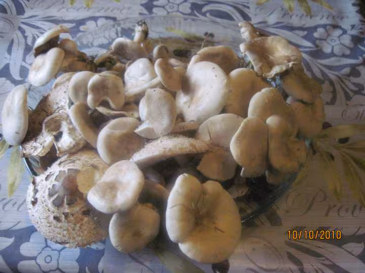 Champignons des pres sterilises