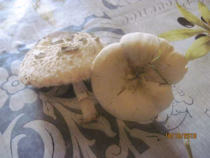 Champignons des pres sterilises