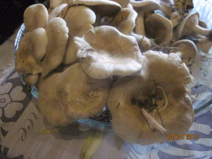 Champignons des pres sterilises