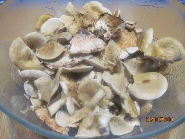 Champignons des pres sterilises