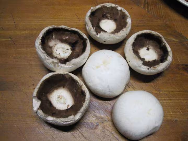 Champignons farcis et basilic rouge