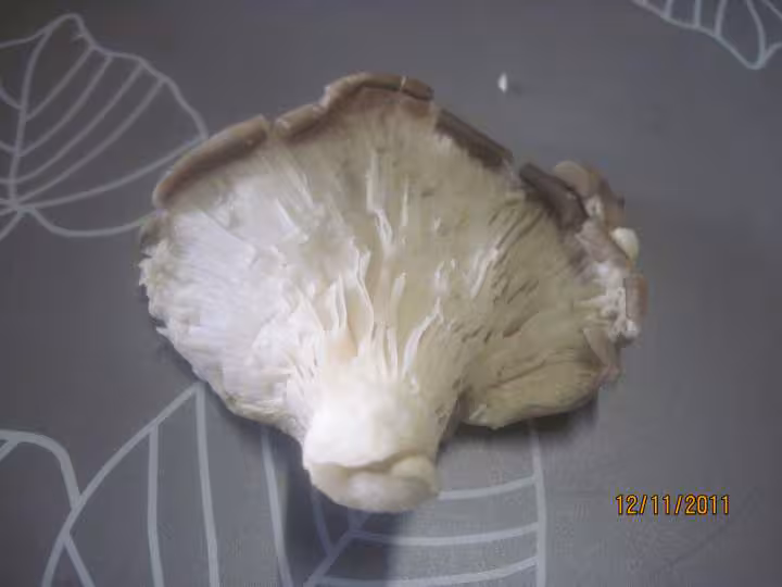 Champignons pleurote a la creme persillade