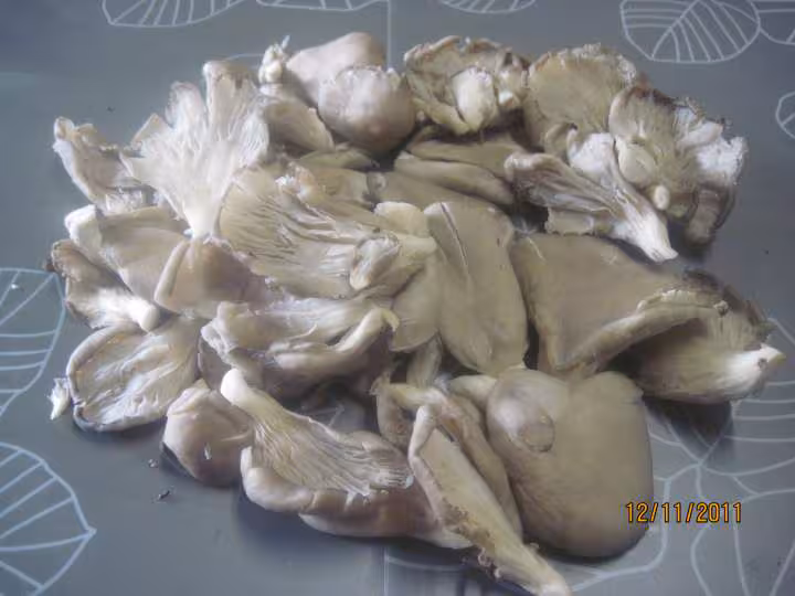 Champignons pleurote a la creme persillade