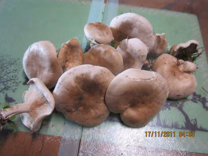 Champignons pleurotes congeles