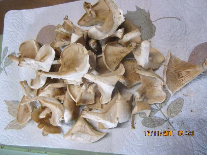 Champignons pleurotes congeles