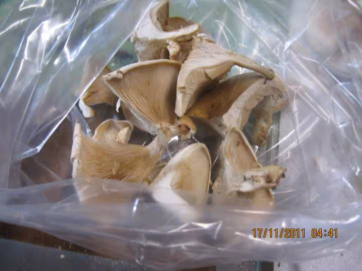 Champignons pleurotes congeles