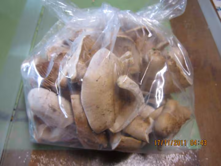 Champignons pleurotes congeles