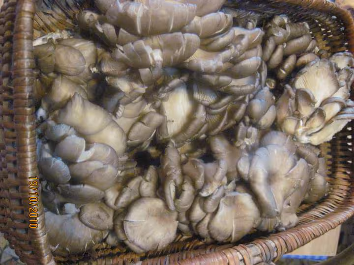 Champignons sterilises