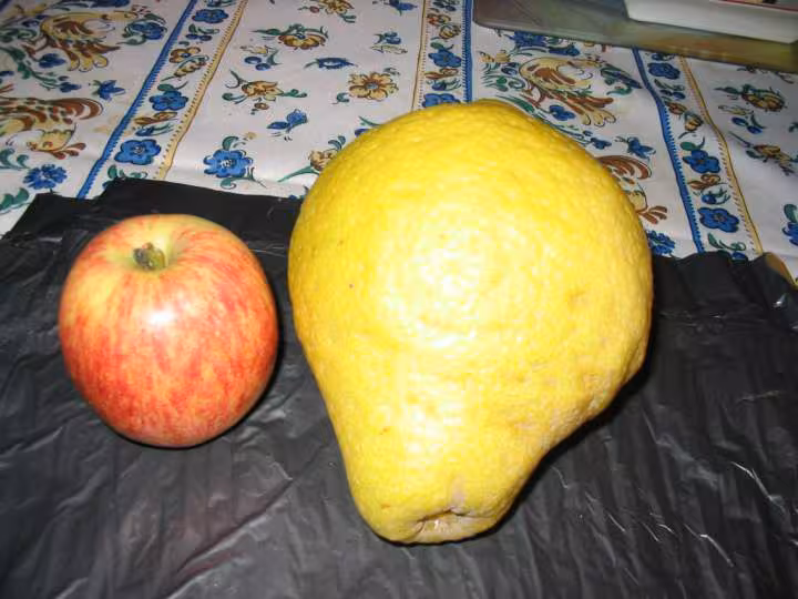 Citron feuille 520 gr a cote d une pomme de 185 gr