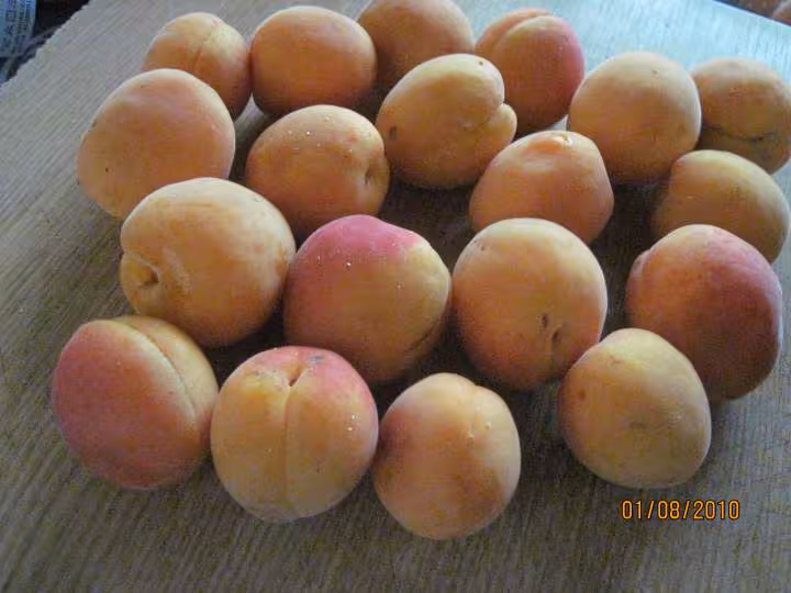 Clafoutis fromage de brousse et aux abricots