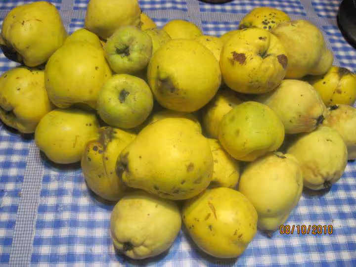 Confiture de coings