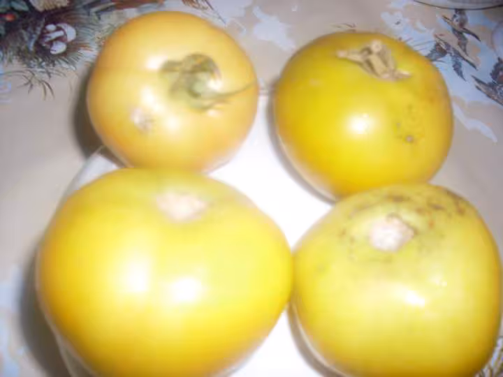 Confiture de tomates jaune amp rhubarbe
