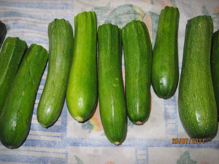 Congelation de petites courgettes