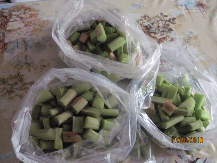 Congelation de rhubarbes fraiches