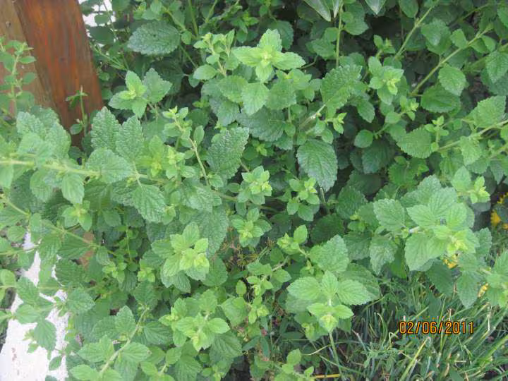 Deshydration de feuilles de menthe