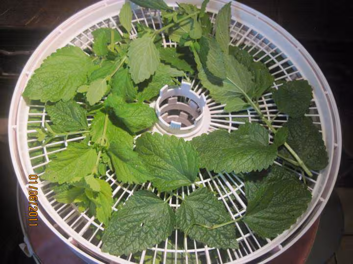 Deshydration de feuilles de menthe