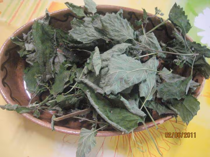 Deshydration de feuilles de menthe