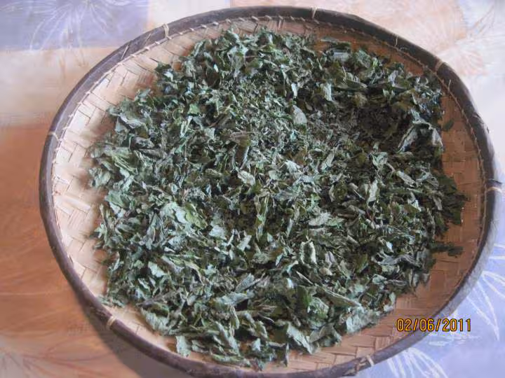 Deshydration de feuilles de menthe