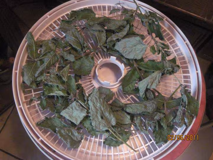 Deshydration de feuilles de menthe