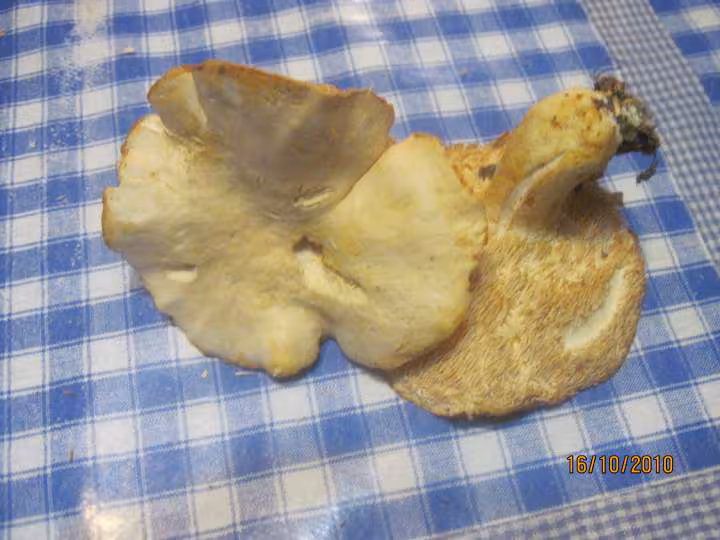 Filets de collin aux champignons beurre persillade