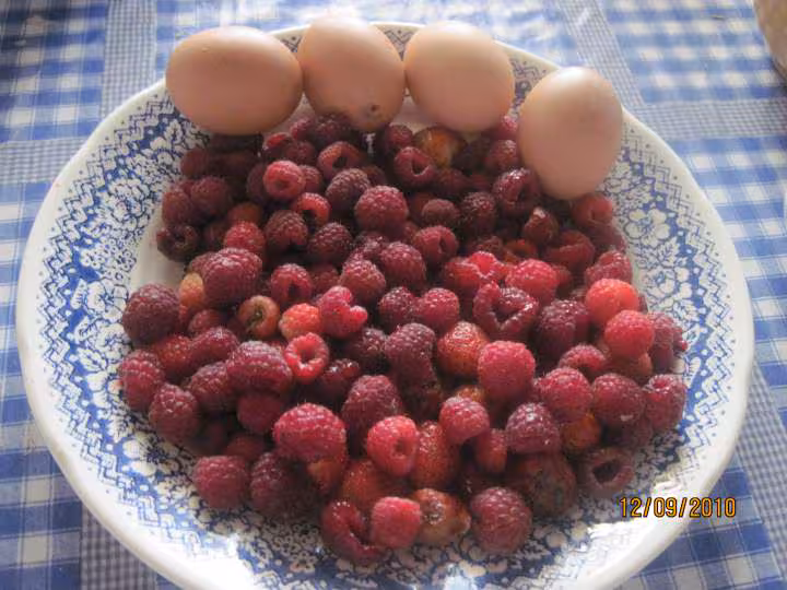 Flanc aux framboises de fromage de brousse