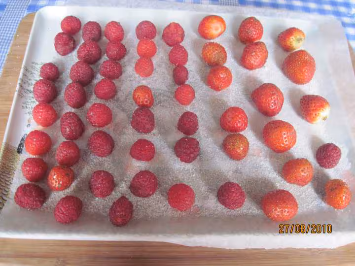 Fruits rouges congeles congelation