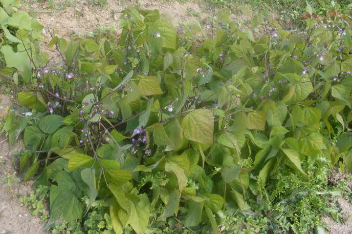 Haricots violets cuits verts