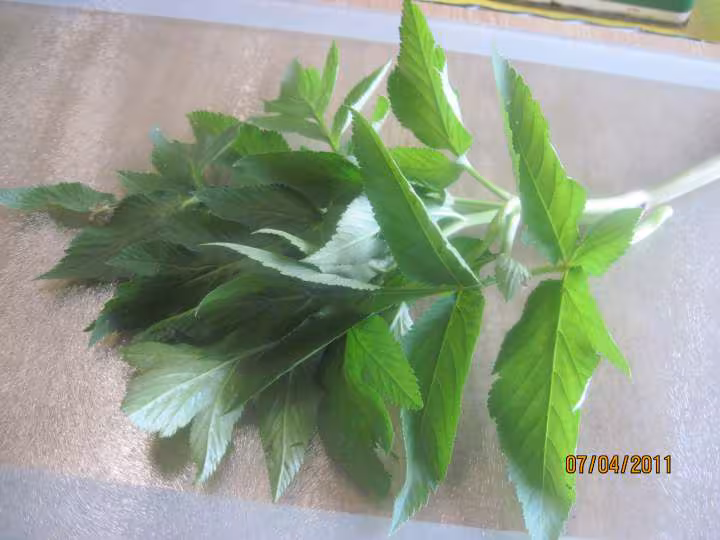 Maiyonnaise aux feuilles d angelique