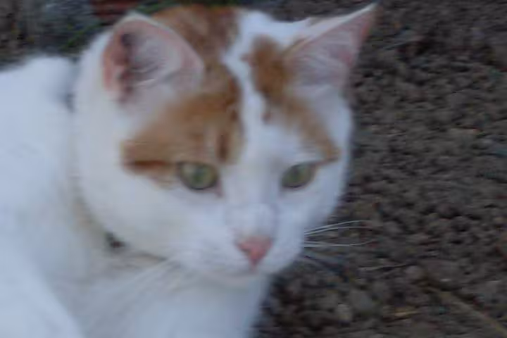Mon chat macmao