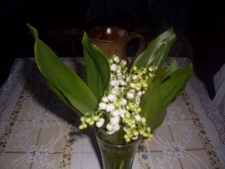 Muguet de jardin