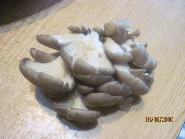 P de terre blue belle sautee garnie de champignons