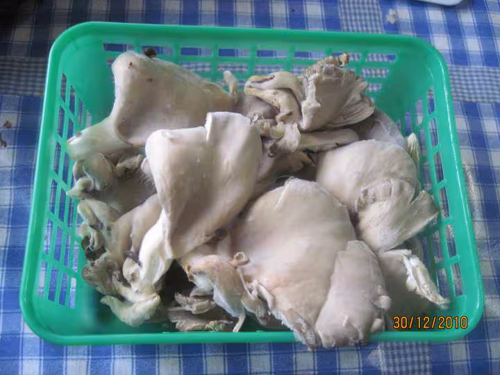 Pate de viande d agneau aux pleurotes
