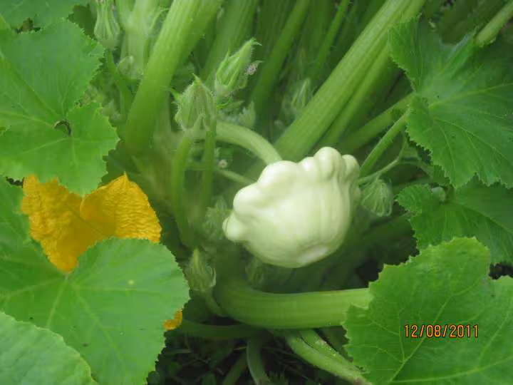 Patisson blanc farci